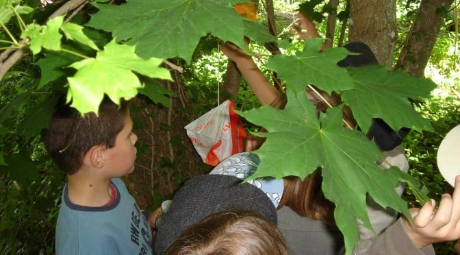 Course d'orientation en pleine nature