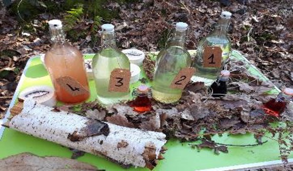 Forest Games : jeux au coeur de la forêt