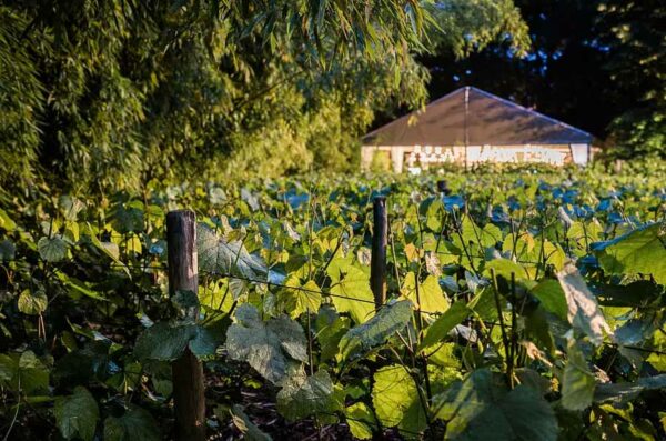 La Vigne de Paris-Bagatelle
