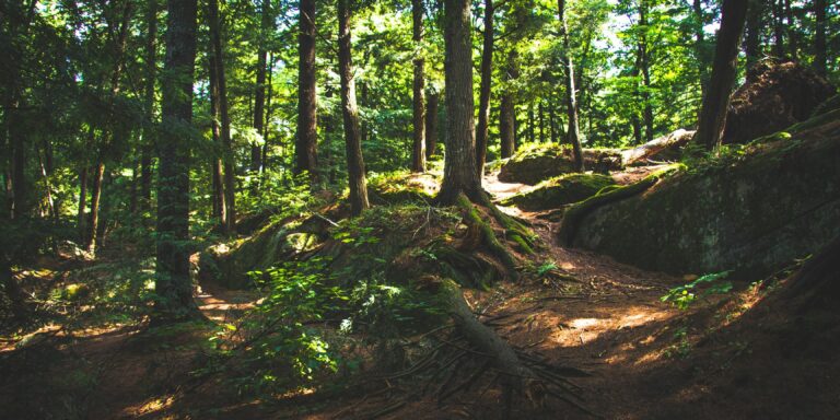 Trails of discovery : découverte des forêts en Ile-de-France