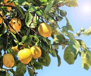 azienda-citron-seminaire-cote-amalfitaine-spotlag