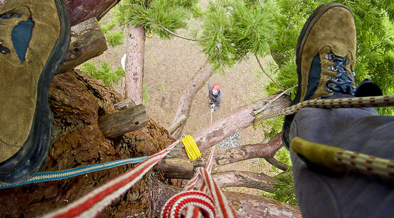 Initiation à la grimpe d’arbre